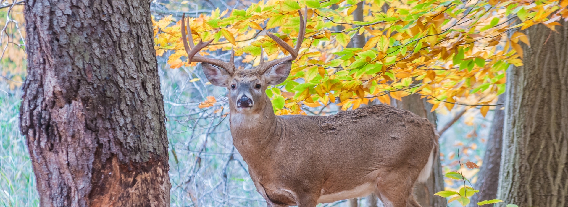 Northern Maine Bow & Archery Hunting Northern Maine Bow & Archery Hunting