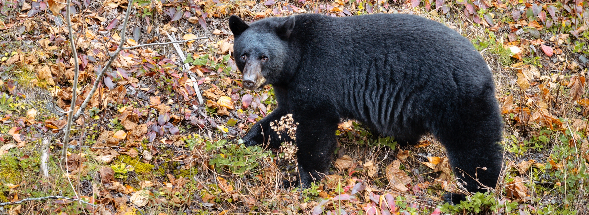 High Success Guided Maine Bear Hunts