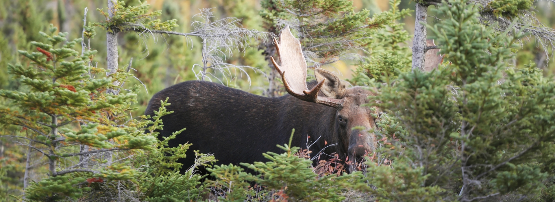 Guided Moose Hunts in Maine