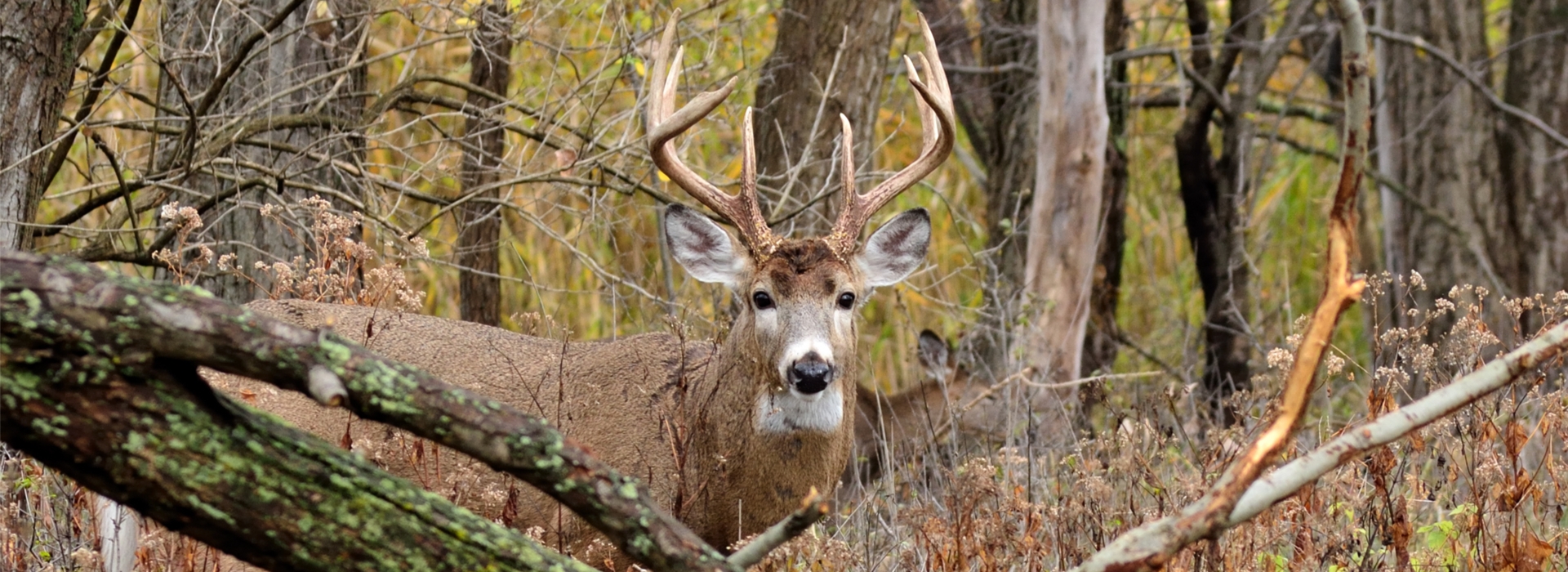 Maine Whitetail Deer Hunting Homestead Lodge