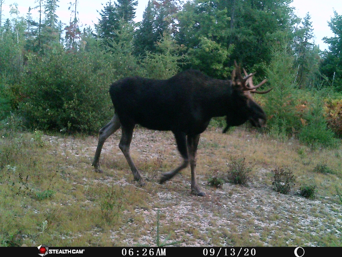 Moose Hunting Outfitter Maine Guided Moose Hunts Homestead Lodge