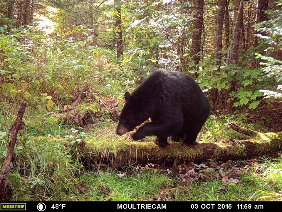 maine bear hunting with bow